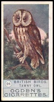 94 Tawny Owl